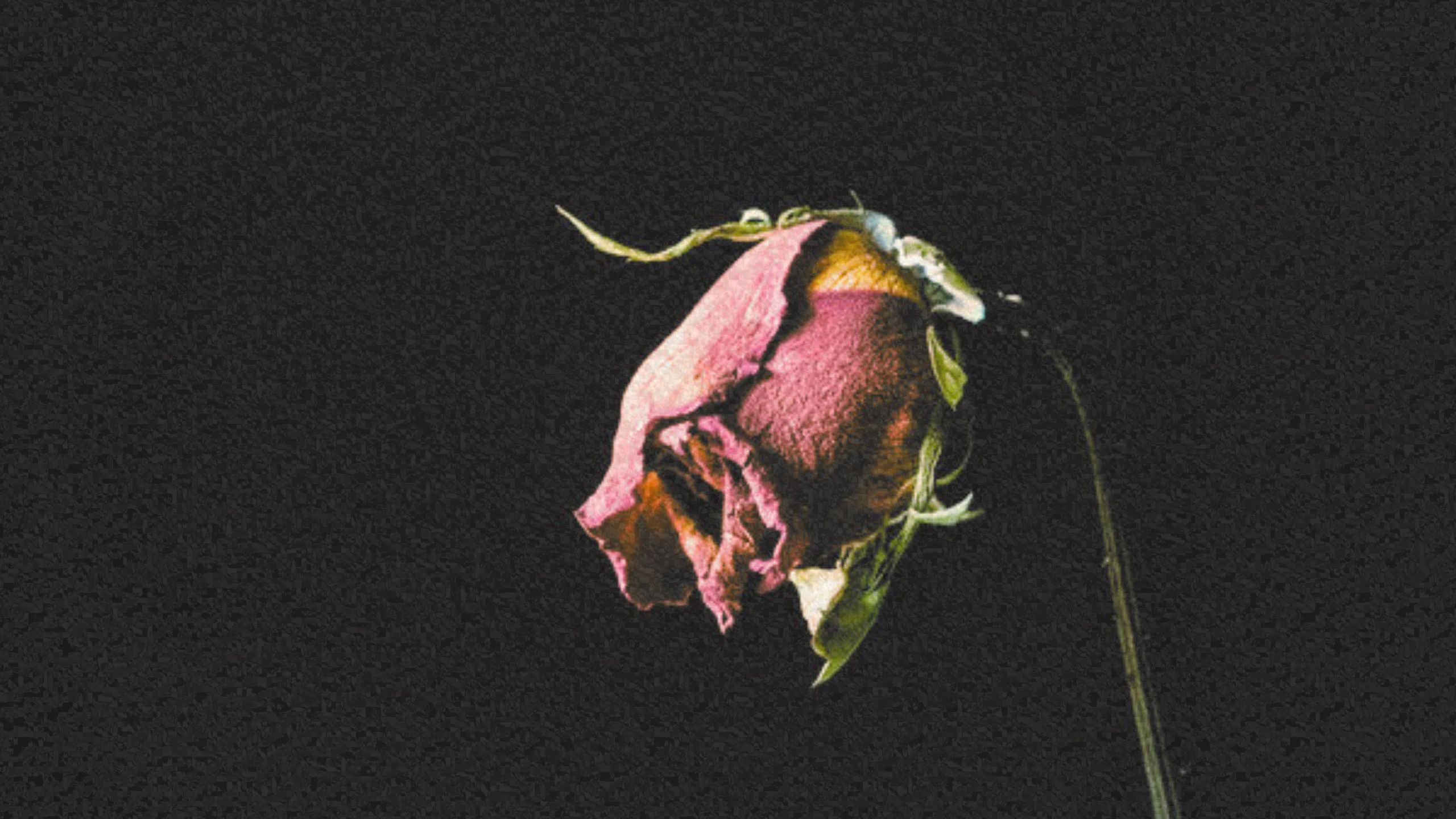 ‘You will regret it,’ says YHWH — [Proclamation #135]